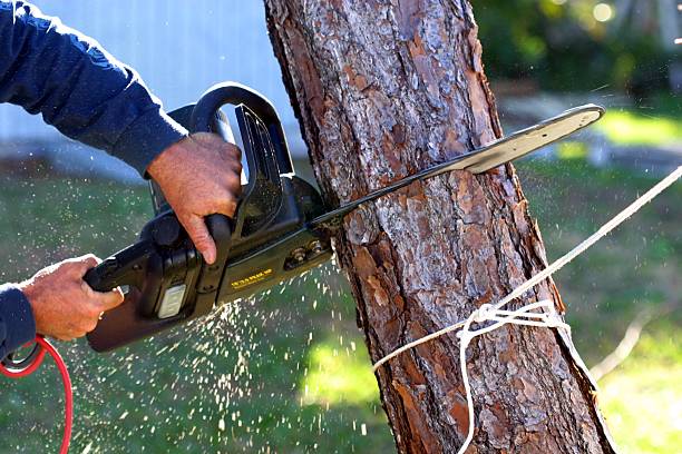 Best Emergency Tree Removal  in Lake Forest Park, WA