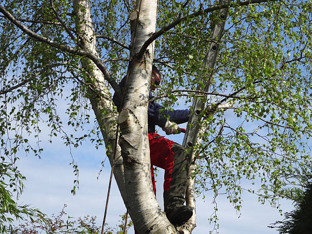 Reliable Lake Forest Park, WA Tree Care Solutions
